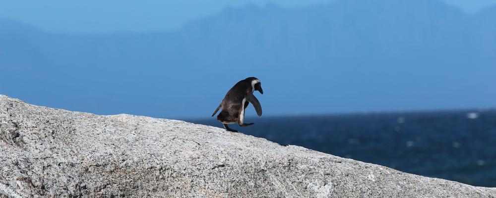 Pingvin på berg i Sydafrika