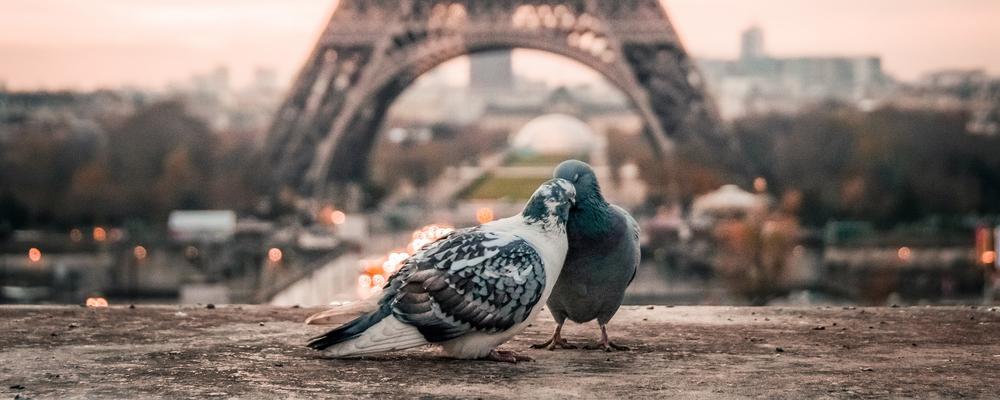 Bild på Eiffeltornet och duvor